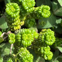 Hedyotis quinquinervia Thwaites